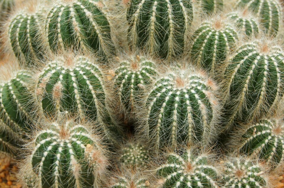 Cactuses succulent pallokaktus