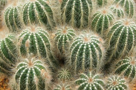 Cactuses succulent pallokaktus photo