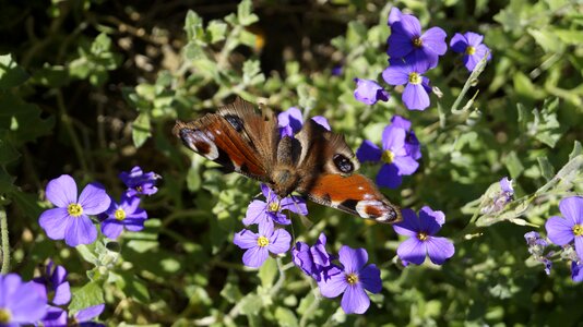 Insect peacock flowers