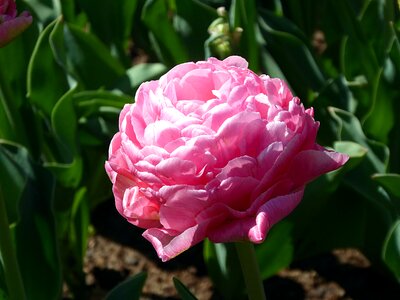 Tulip double spring garden