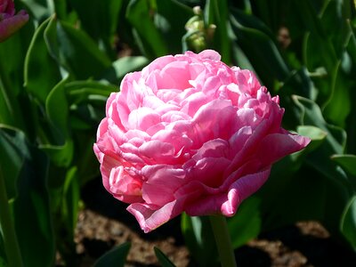 Tulip double spring garden photo