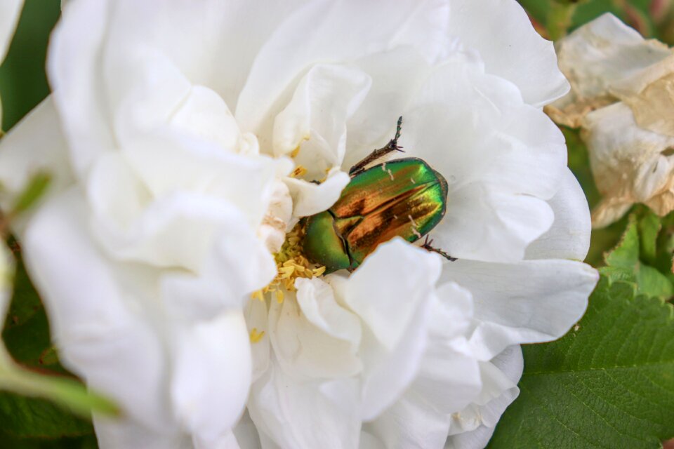 Beetles macro nature