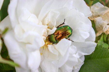 Beetles macro nature