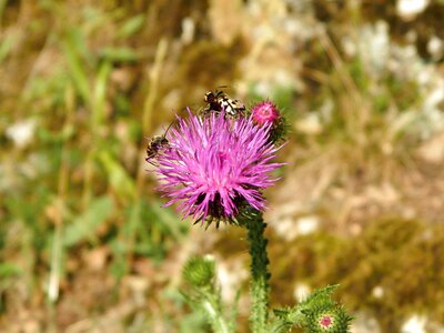 Thistle beetles Free photos