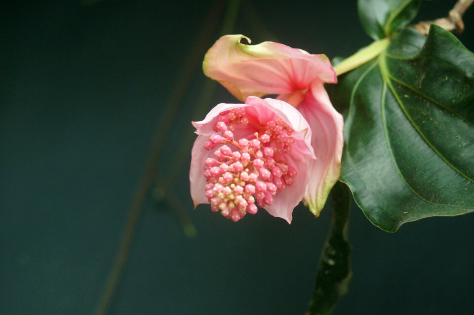 Garden plant red flower pink flower
