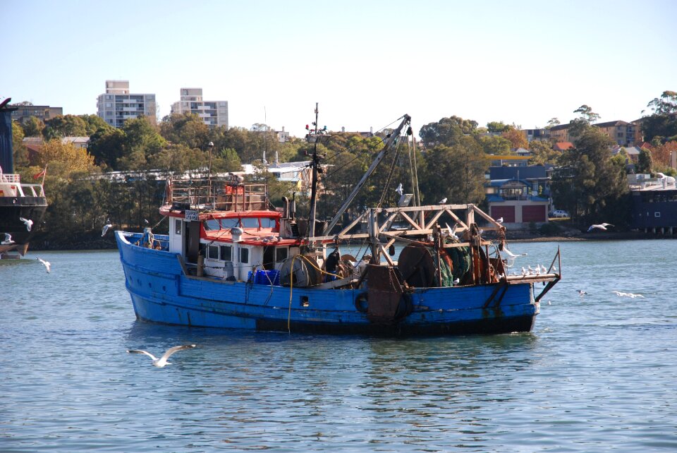 Fish sea fishing seagull
