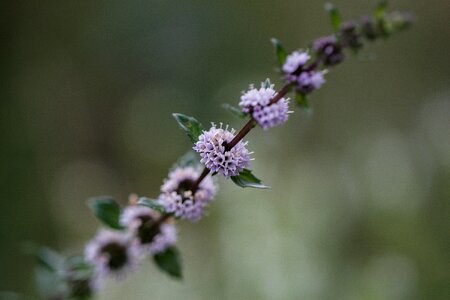 Mint tee peppermint tea photo