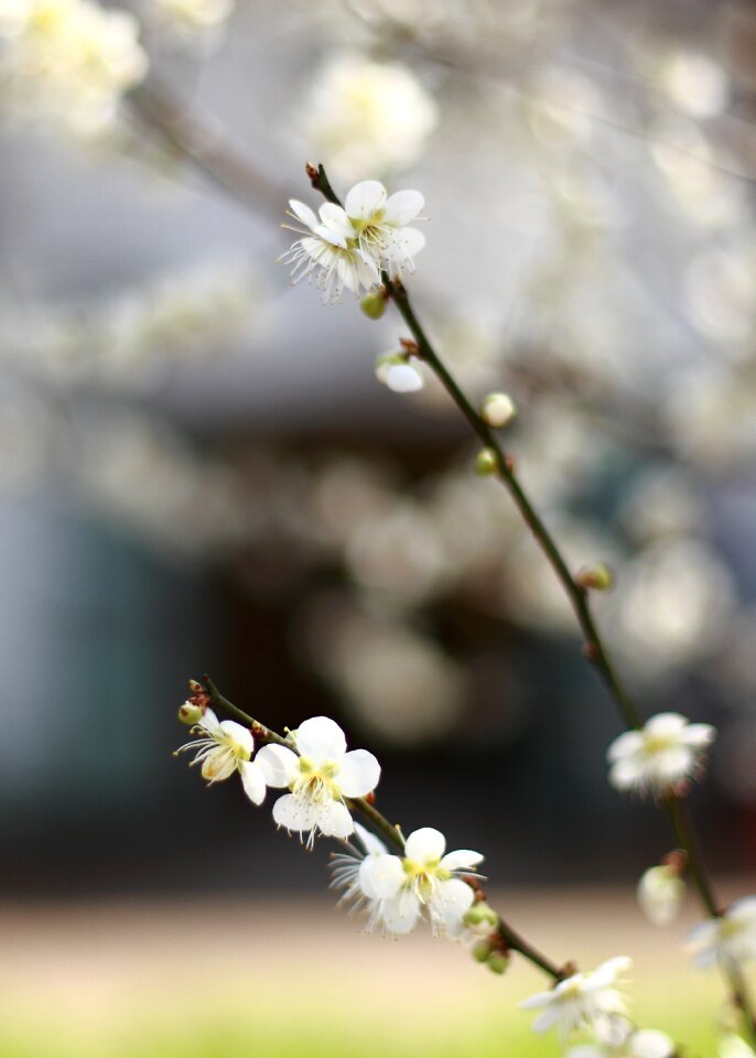 Cherry blossom flowers Free photos