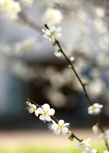 Cherry blossom flowers Free photos