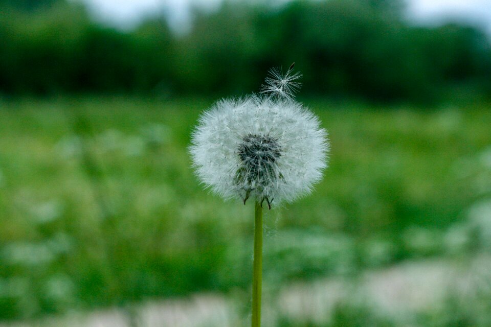 Spring nature summer