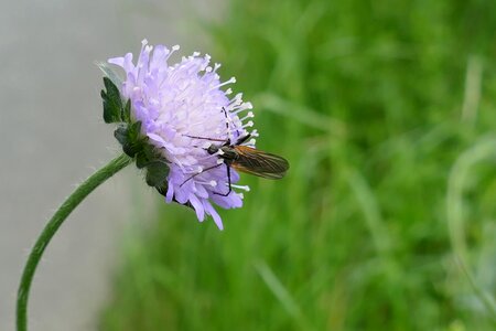 Nectar food propagation