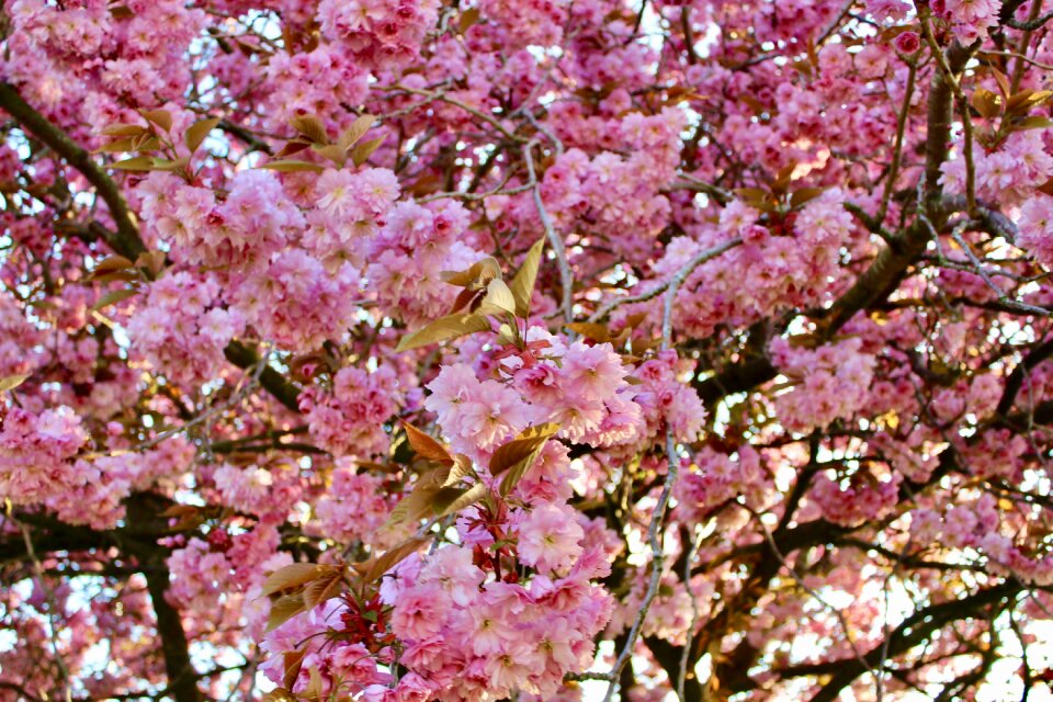 Flower nature plant