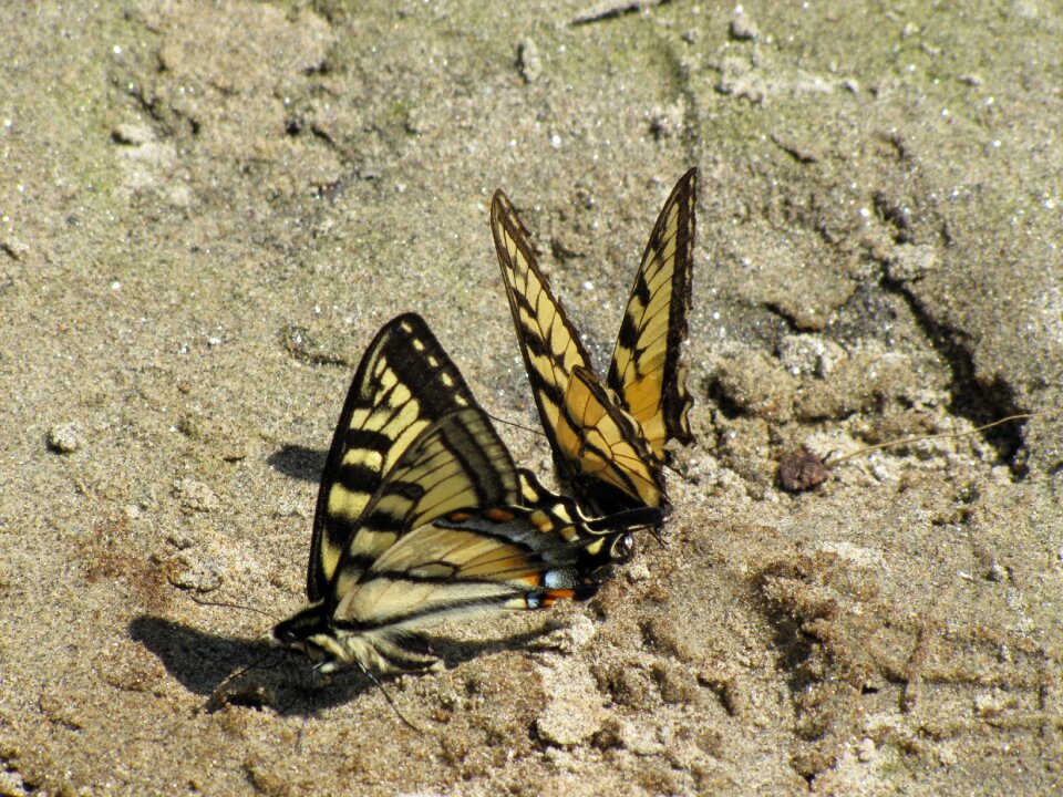 Insect monarch yellow