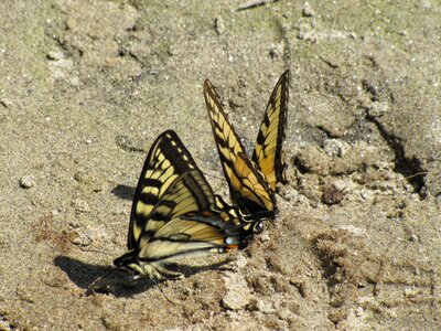 Insect monarch yellow