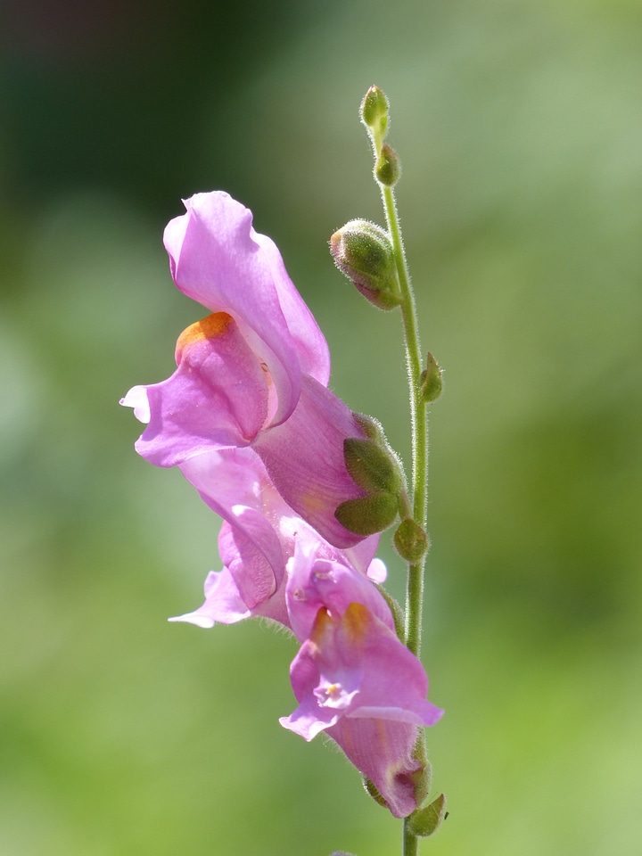 Flower pink garden lion maul