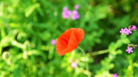 Wildflower flower gardens nature