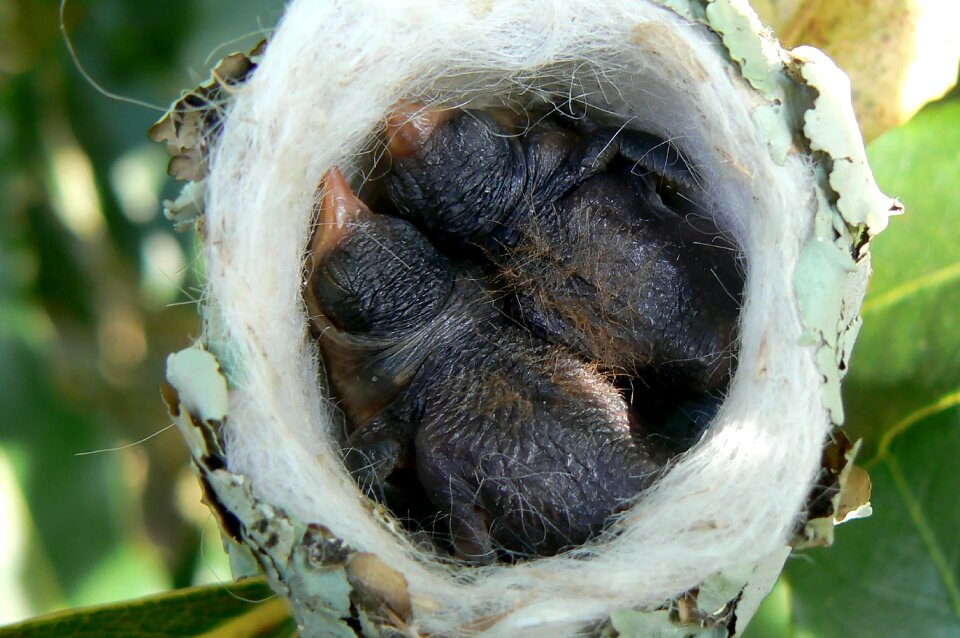 Nature fauna squab