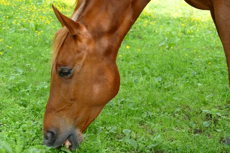 Fauna head browser