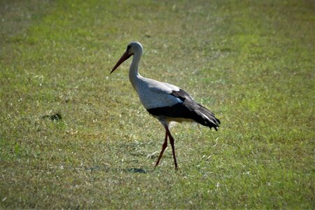 Bird meadow nature photo