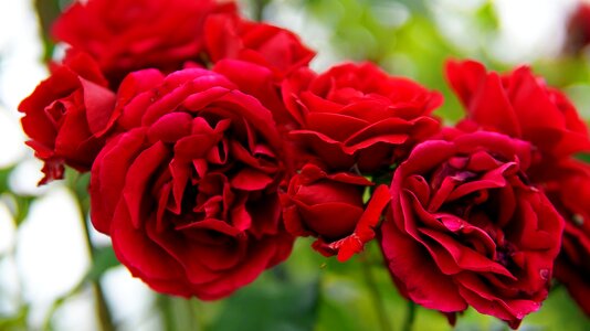 Bloom rose bloom flower