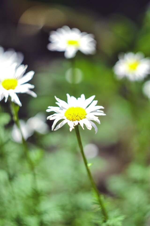 Nature flowers flower