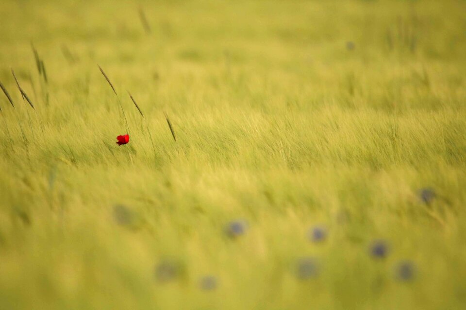 Idyll cornfield poppy flower