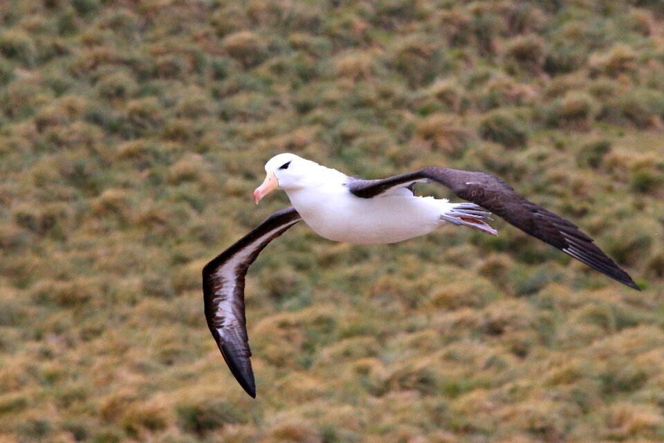 Antarctica birds Free photos