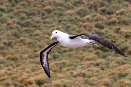 Antarctica birds Free photos