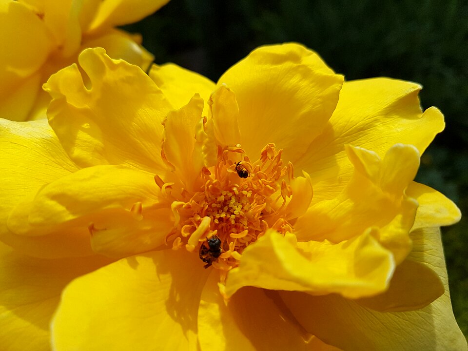 Yellow roses nature summer flower