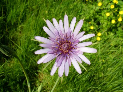 Lilac floral plant