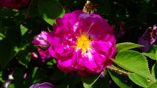 Beautiful large flowers plant photo