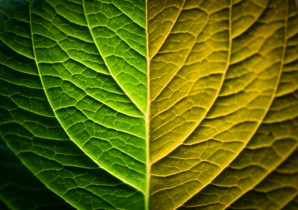 Leaf bicolor organic