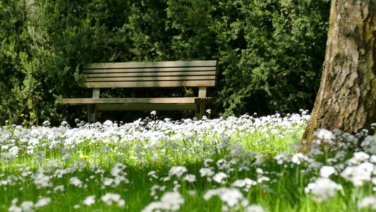 Spring flowers sun photo