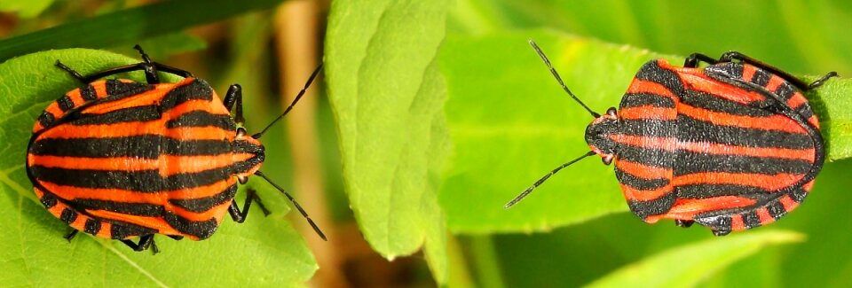 Close up crawl macro photo