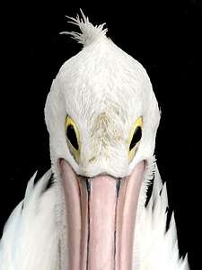 Avian closeup waterbird