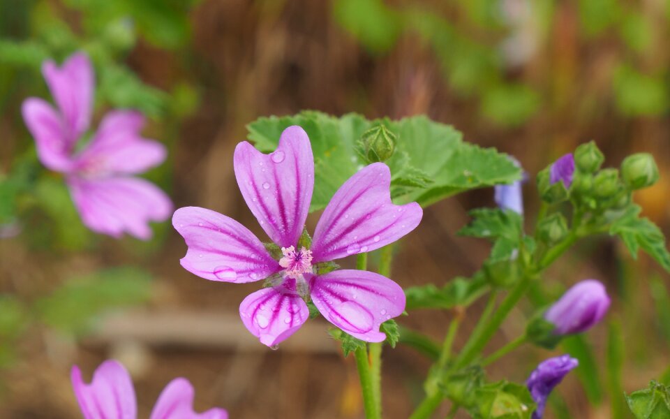 Purple flowers nature spring