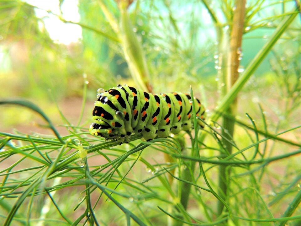 Nature butterfly colors
