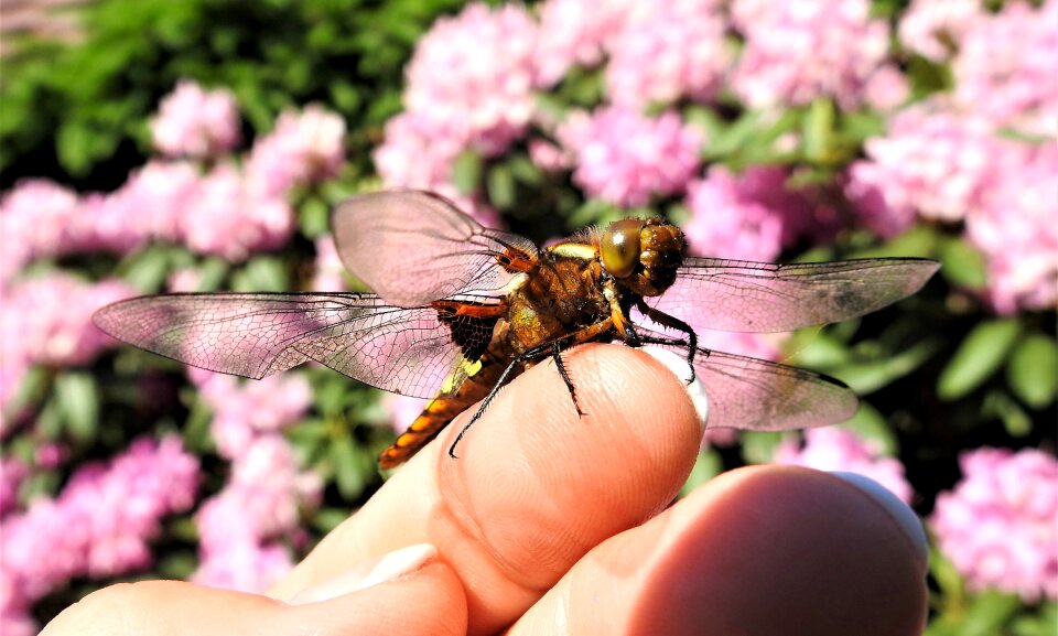 Dragonfly index finger insect