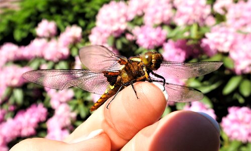 Dragonfly index finger insect