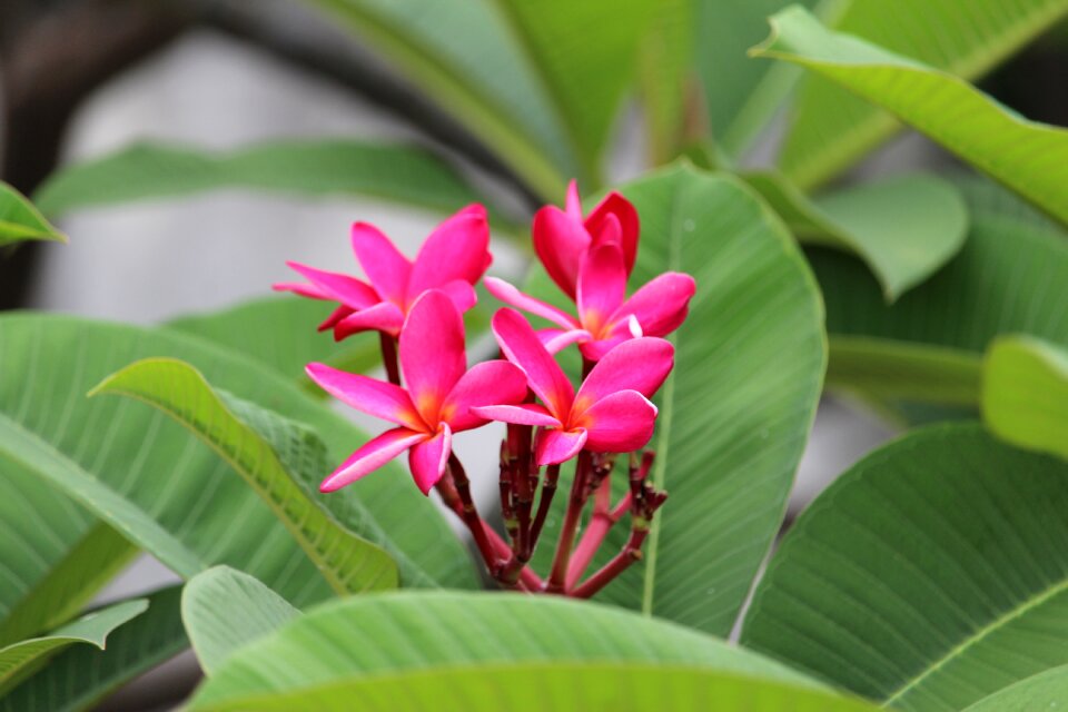 Frangipani flowers leaves thom