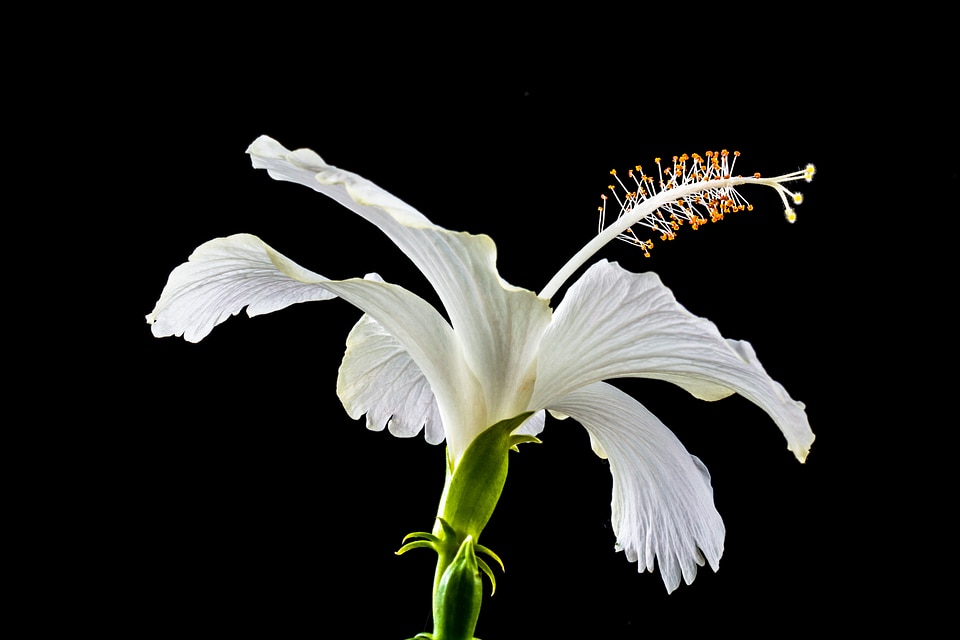 Flower white marshmallow