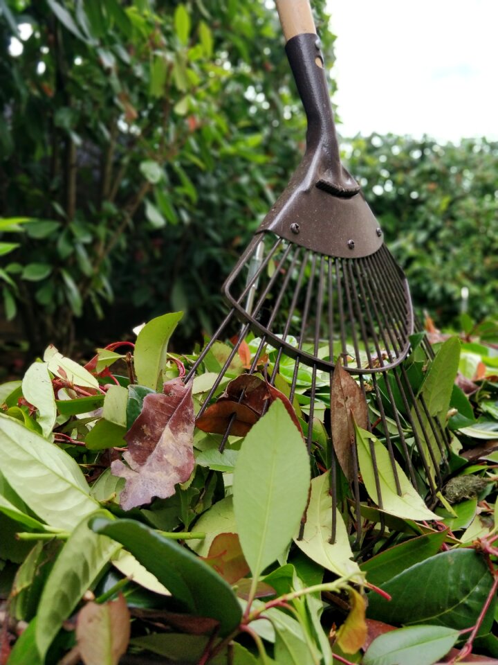 Hedges leaves rake