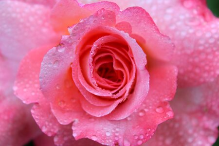 Love romance floribunda
