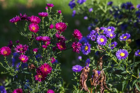 Perennials red blue photo