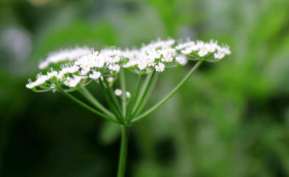 Nature plant white photo