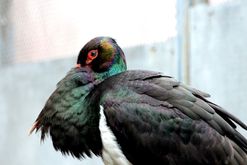 Feathered race nature animals