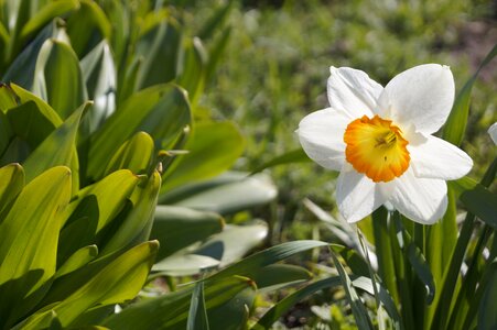 Narcissus awakening spring photo