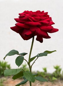 Rose garden beautiful red