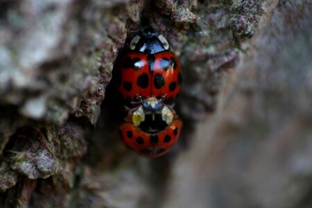 Ladybird spots