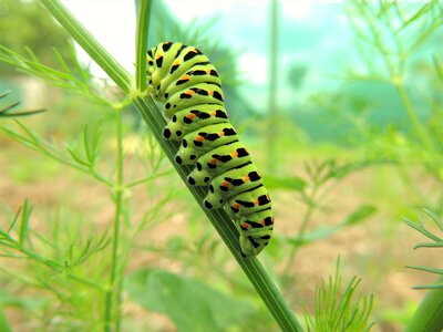 Nature butterfly colors